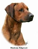Rhodesian Ridgeback 9Y338D-044